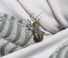 Trirhabda luteocincta