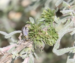 Trirhabda luteocincta