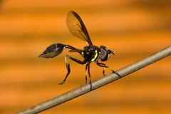 Salpingogaster