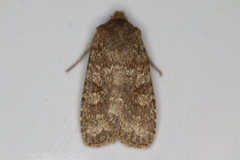 Lithophane semiusta