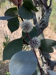Hakea petiolaris