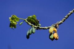 Vasconcellea quercifolia
