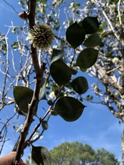 Hakea petiolaris