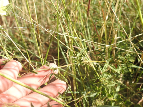 Image of Pavonia transvaalensis by (c) Matthew Fainman, some rights reserved (CC BY)