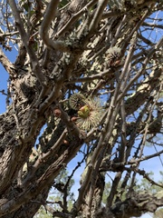 Hakea petiolaris