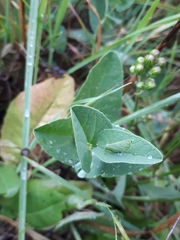 Aristolochia paucinervis