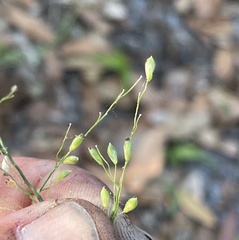 Dichanthelium equilaterale