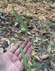 Dichanthelium equilaterale