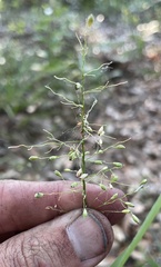 Dichanthelium equilaterale