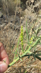 Ochradenus aucheri