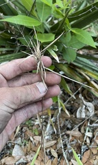 Dichanthelium equilaterale