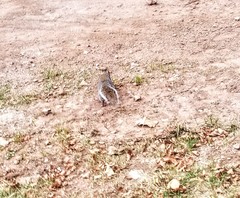 Sciurus carolinensis