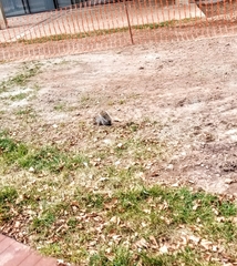 Sciurus carolinensis