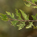 Chamaecyparis thyoides thyoides - Photo (c) Patrick Coin,  זכויות יוצרים חלקיות (CC BY-NC)