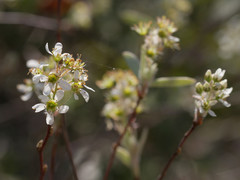 Amelanchier obovalis