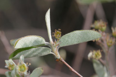 Amelanchier obovalis