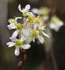 Amelanchier obovalis