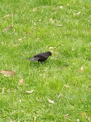 Turdus merula