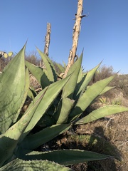 Agave gentryi