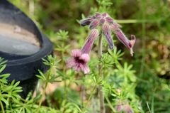 Rehmannia glutinosa