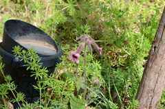 Rehmannia glutinosa