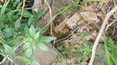 Oligosoma kokowai
