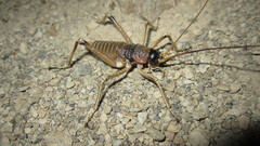 Deinacrida connectens