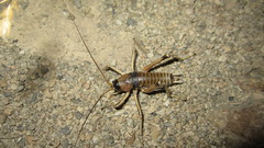 Deinacrida connectens