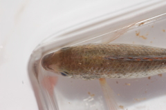 Oreochromis macrochir