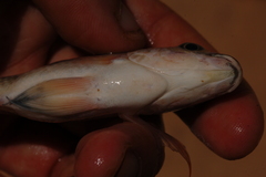 Oreochromis macrochir