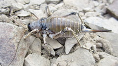 Deinacrida connectens