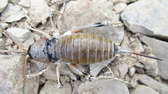 Deinacrida connectens