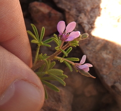 Cleome rubella