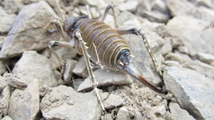 Deinacrida connectens