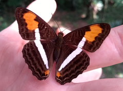Adelpha cytherea