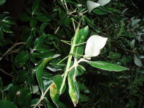 Unarmed stick-insect photo 5