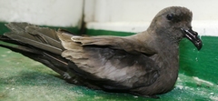Hydrobates leucorhous
