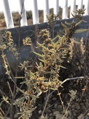 Buddleja sessiliflora