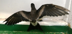 Hydrobates leucorhous