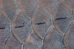 Heterotis niloticus