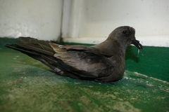 Hydrobates leucorhous