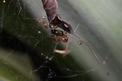 Nihonhimea tesselata