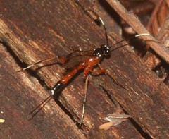 Leptobatopsis mesominiata