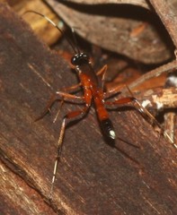 Leptobatopsis mesominiata