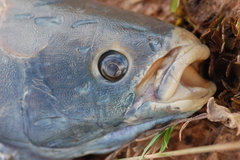 Heterotis niloticus