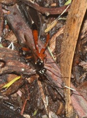 Leptobatopsis mesominiata