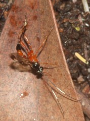 Leptobatopsis mesominiata