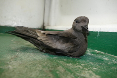 Hydrobates leucorhous