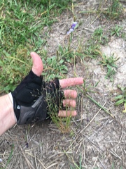 Agrostis elliottiana