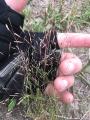 Agrostis elliottiana